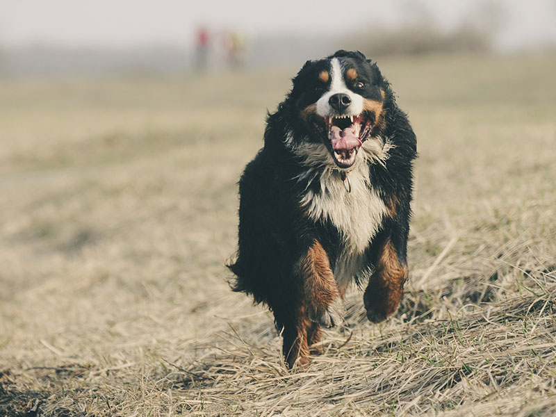 Choix du collier GPS de son chien ou chat : à quoi faire attention ?